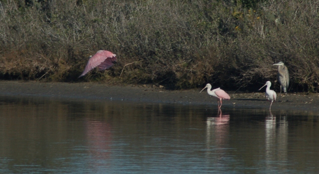 spoonbills and a blue heron in marshland